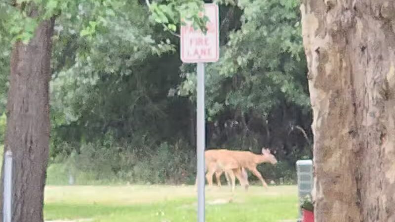 Euclid Memorial Park - Euclid, OH