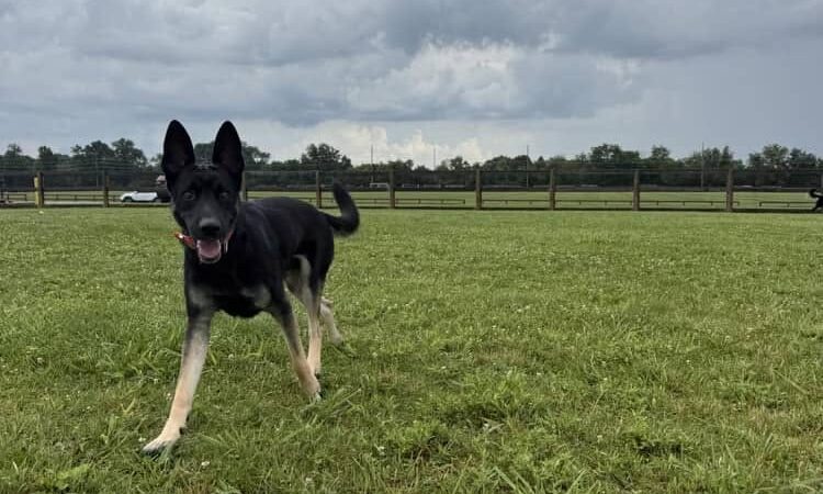 Hobson Freedom Park Dog Park - Fairborn, OH