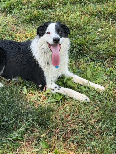 Sandhill Dog Park - Fairborn, OH