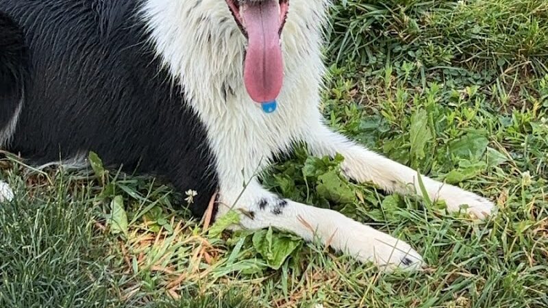 Sandhill Dog Park - Fairborn, OH