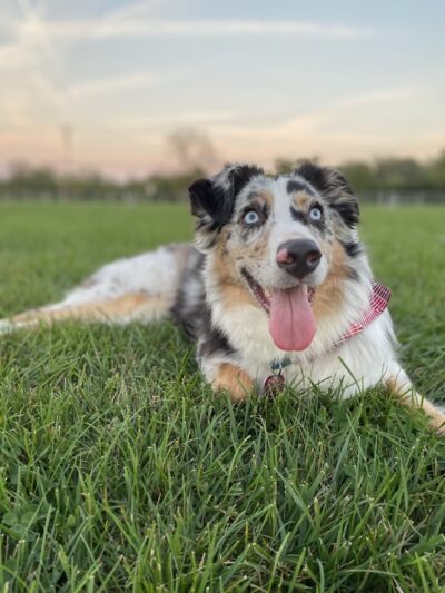 Sandhill Dog Park - Fairborn, OH