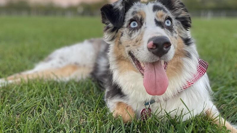 Sandhill Dog Park - Fairborn, OH