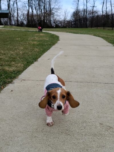 Sandhill Dog Park - Fairborn, OH