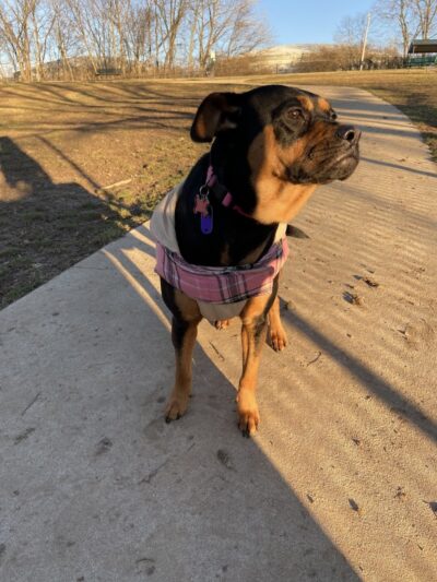 Sandhill Dog Park - Fairborn, OH