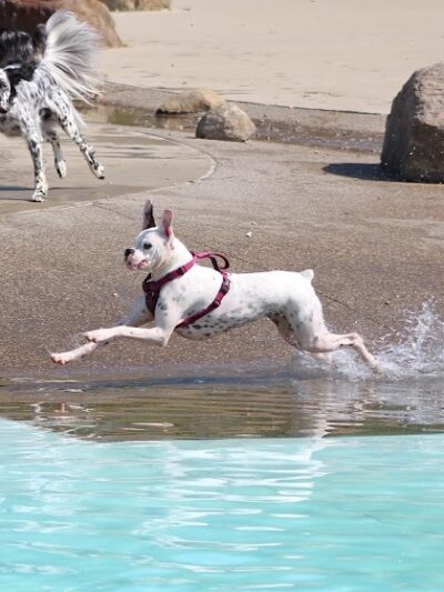 Furfield Dog Park - Fairfield, OH