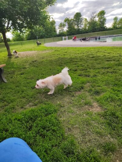 Furfield Dog Park - Fairfield, OH