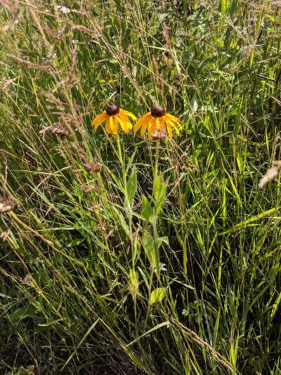 Fairlawn Park - Fairlawn, OH