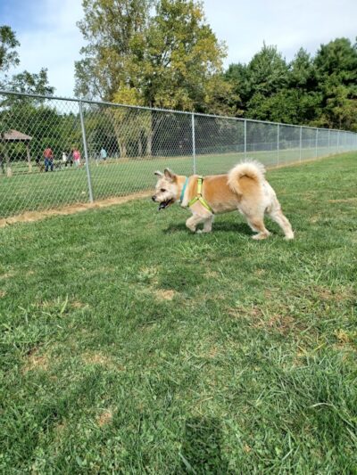 K-9 Field of Dreams Dog Park - Findlay, OH