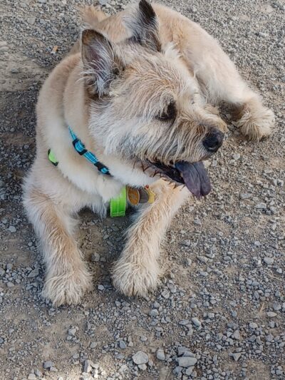K-9 Field of Dreams Dog Park - Findlay, OH