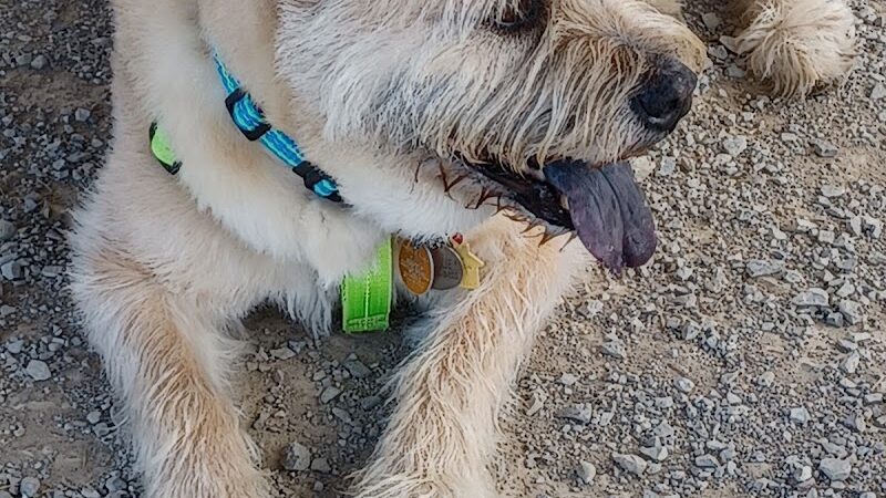 K-9 Field of Dreams Dog Park - Findlay, OH