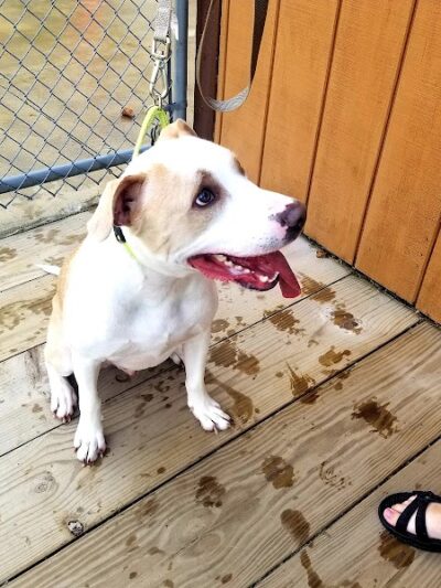 K-9 Field of Dreams Dog Park - Findlay, OH