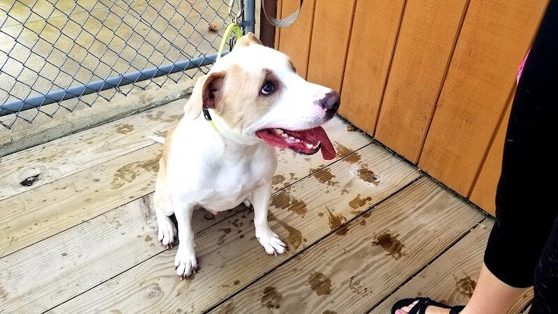 K-9 Field of Dreams Dog Park - Findlay, OH