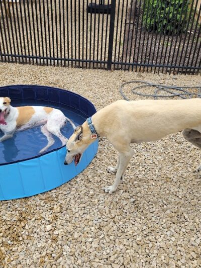 The Bark Park & Patio - Florence, KY