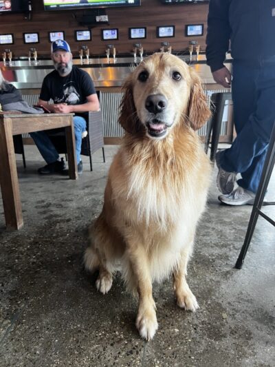 The Bark Park & Patio - Florence, KY