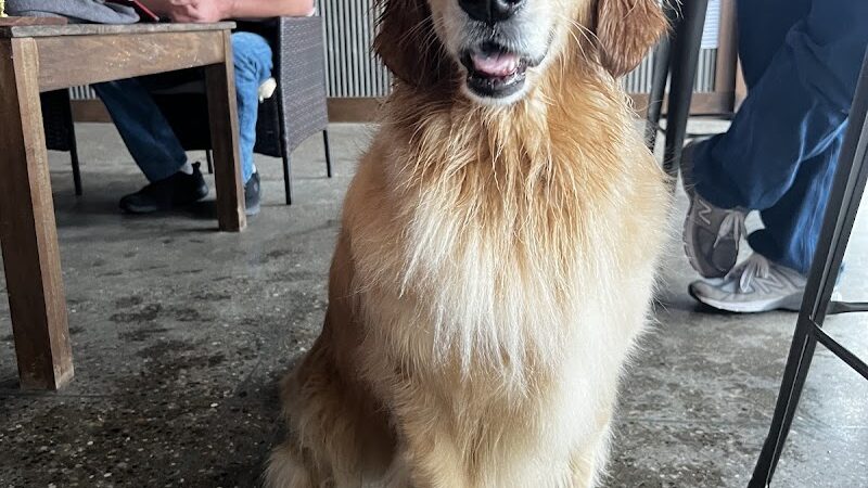 The Bark Park & Patio - Florence, KY