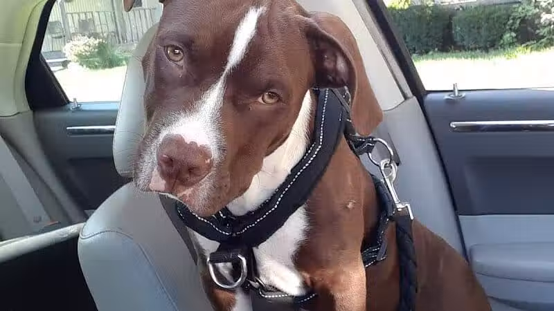 Ft Recovery Veterinary Center - Fort Recovery, OH