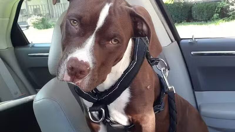 Ft Recovery Veterinary Center - Fort Recovery, OH