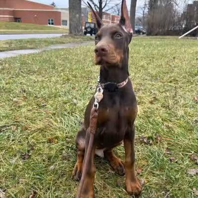 Ft Recovery Veterinary Center - Fort Recovery, OH