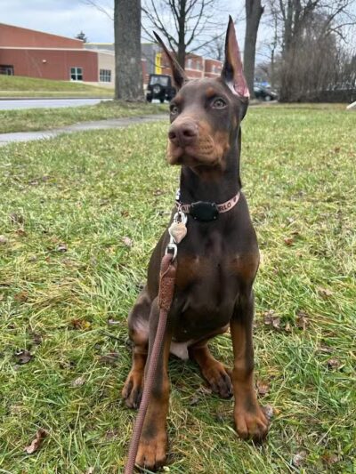 Ft Recovery Veterinary Center - Fort Recovery, OH