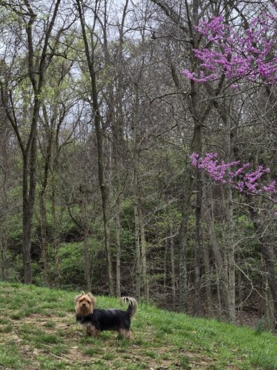Fort Thomas Dog Park - Fort Thomas, KY
