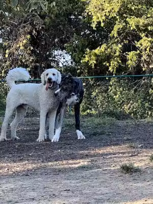 Fort Thomas Dog Park - Fort Thomas, KY