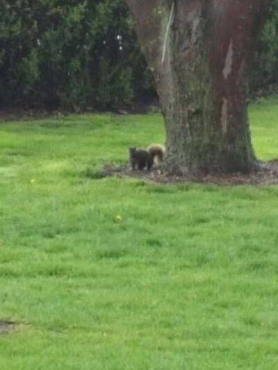 Foundation Park - Fostoria, OH