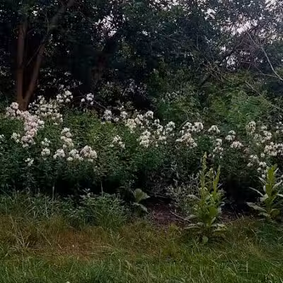 Holmes County Trail - Fredericksburg, OH