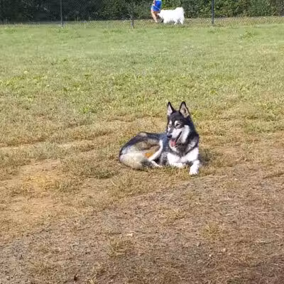 Fredericksburg Dog Park - Fredericksburg, VA