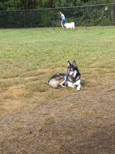 Fredericksburg Dog Park - Fredericksburg, VA