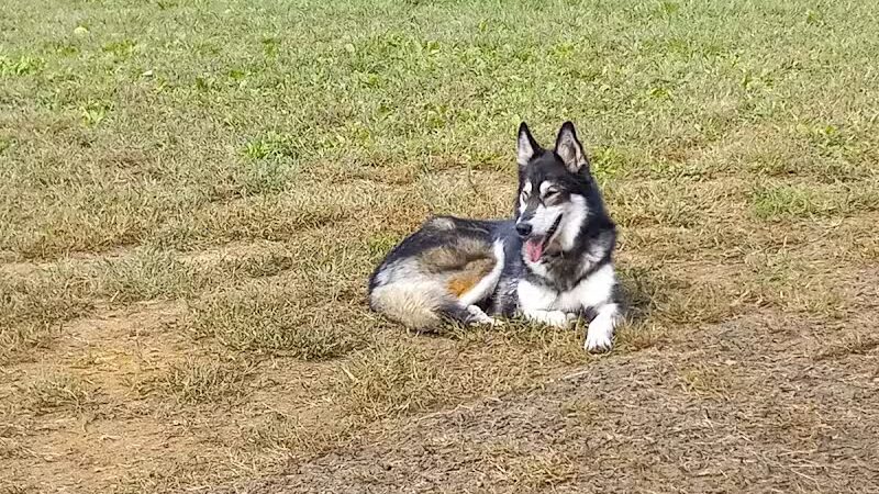 Fredericksburg Dog Park - Fredericksburg, VA