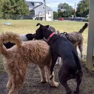 Fredericksburg Dog Park - Fredericksburg, VA