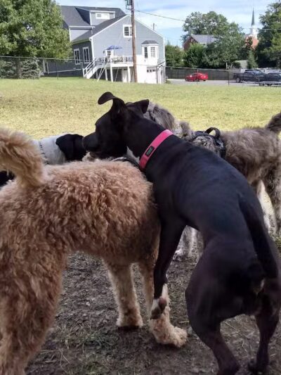 Fredericksburg Dog Park - Fredericksburg, VA