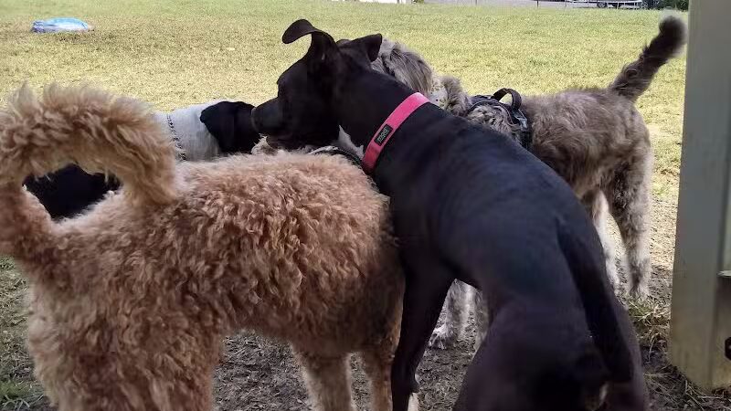 Fredericksburg Dog Park - Fredericksburg, VA