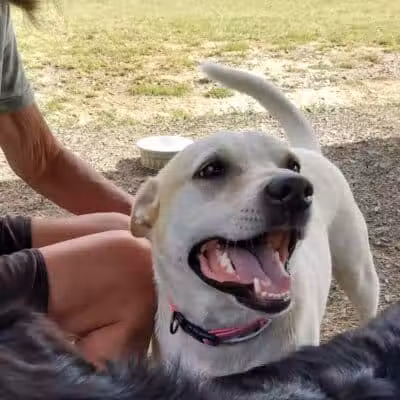 Fredericksburg Dog Park - Fredericksburg, VA