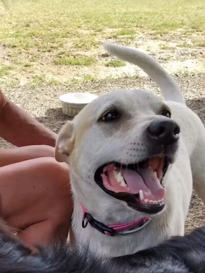 Fredericksburg Dog Park - Fredericksburg, VA