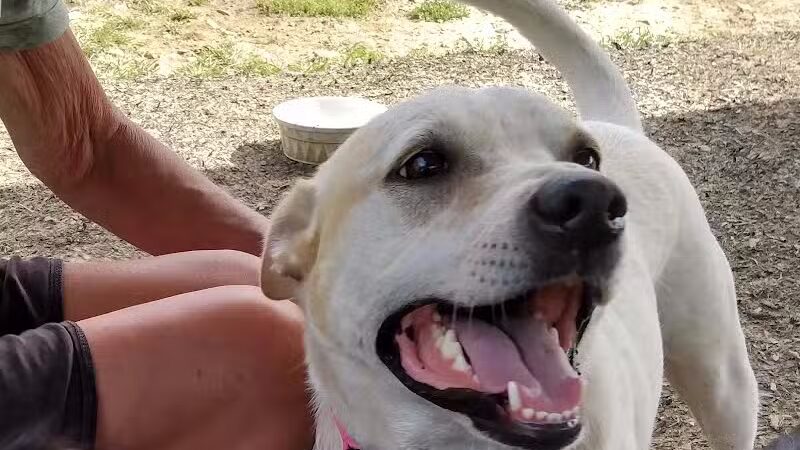 Fredericksburg Dog Park - Fredericksburg, VA