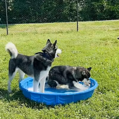 Fredericksburg Dog Park - Fredericksburg, VA
