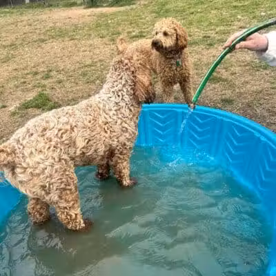 Fredericksburg Dog Park - Fredericksburg, VA