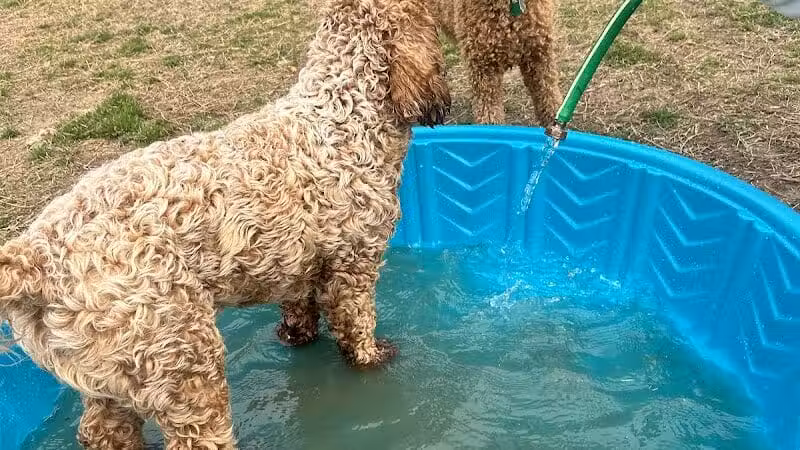 Fredericksburg Dog Park - Fredericksburg, VA