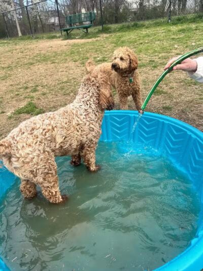 Fredericksburg Dog Park - Fredericksburg, VA