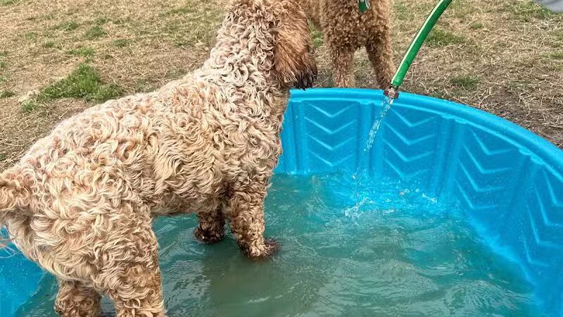 Fredericksburg Dog Park - Fredericksburg, VA