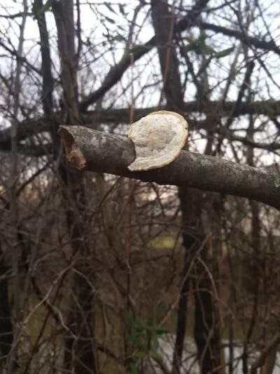 Fredericksburg Dog Park - Fredericksburg, VA