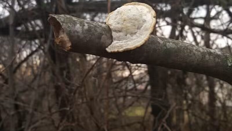 Fredericksburg Dog Park - Fredericksburg, VA