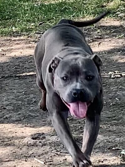 Fremont City Dog Park - Fremont, OH