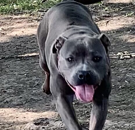 Fremont City Dog Park - Fremont, OH