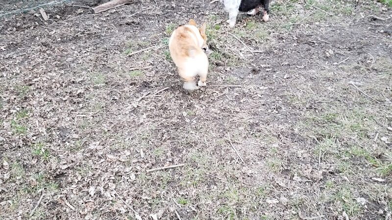 Fremont City Dog Park - Fremont, OH