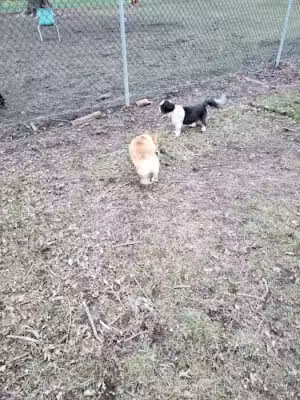 Fremont City Dog Park - Fremont, OH