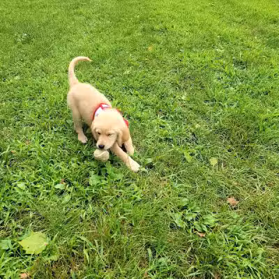 Pizzurro Park - Gahanna, OH