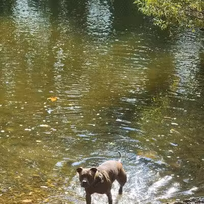 Pizzurro Park - Gahanna, OH