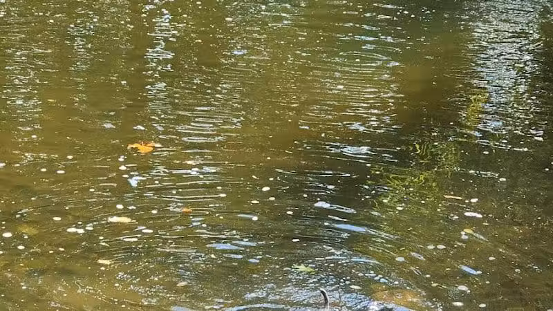 Pizzurro Park - Gahanna, OH